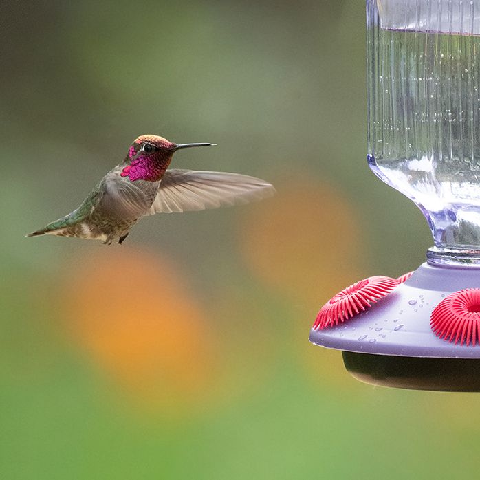 Perky Pet Lavender Field Top Fill Glass Hummingbird Feeder Model