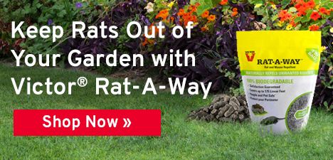 How To Keep Rodents Out Of The Garden