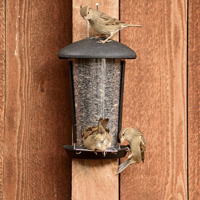 Perky Pet Wall And Post Mount Feeder Model 101 5 Perkypet Com