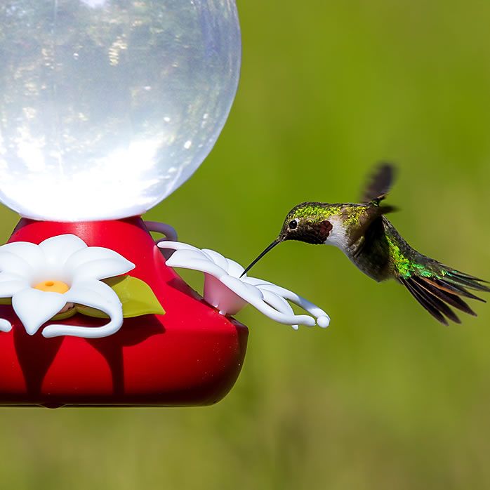 Perky Pet Funnel Fill 32 Oz Plastic Hummingbird Feeder