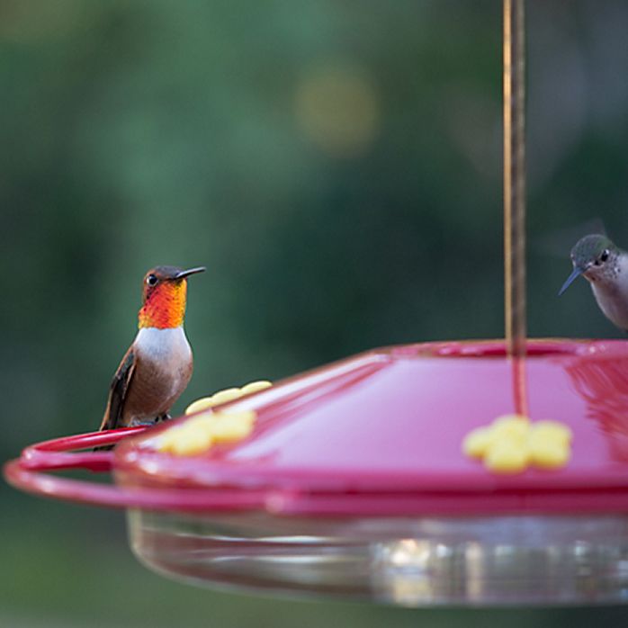 Perky Pet Oasis Plastic Hummingbird Feeder 16 Oz Nectar Capacity