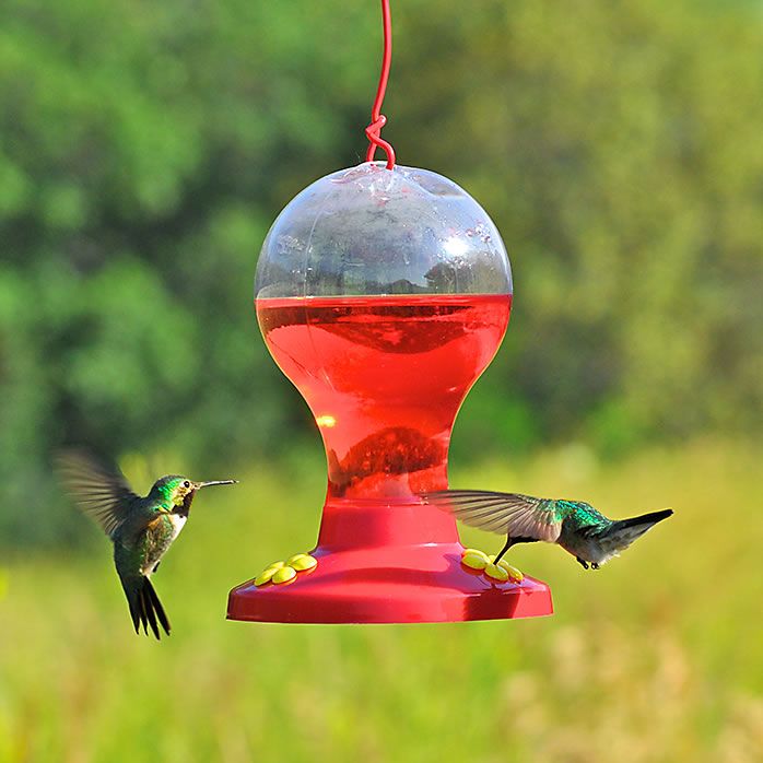 Perky Pet Ready To Use Nectar
