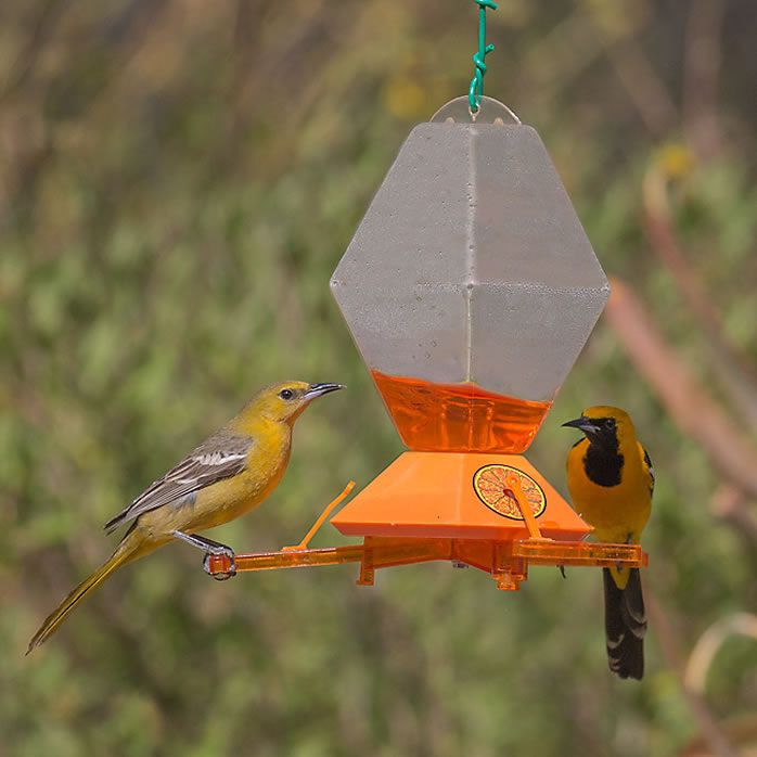 Perky Pet Deluxe Oriole Feeder