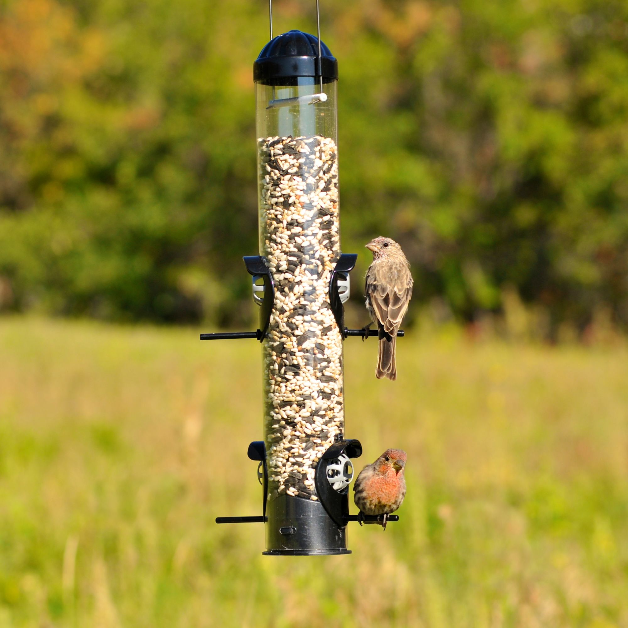 Perky Pet Squirrel Shield Tube Feeder