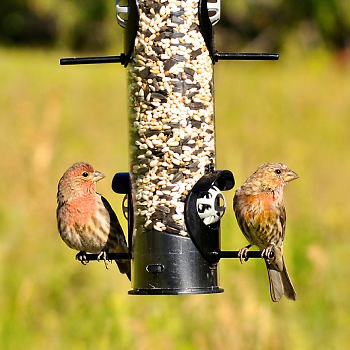 Perky Pet Squirrel Shield Tube Feeder