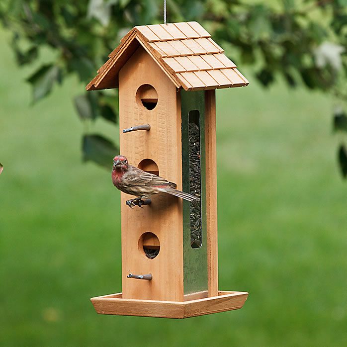 Ontario Feeder Cam