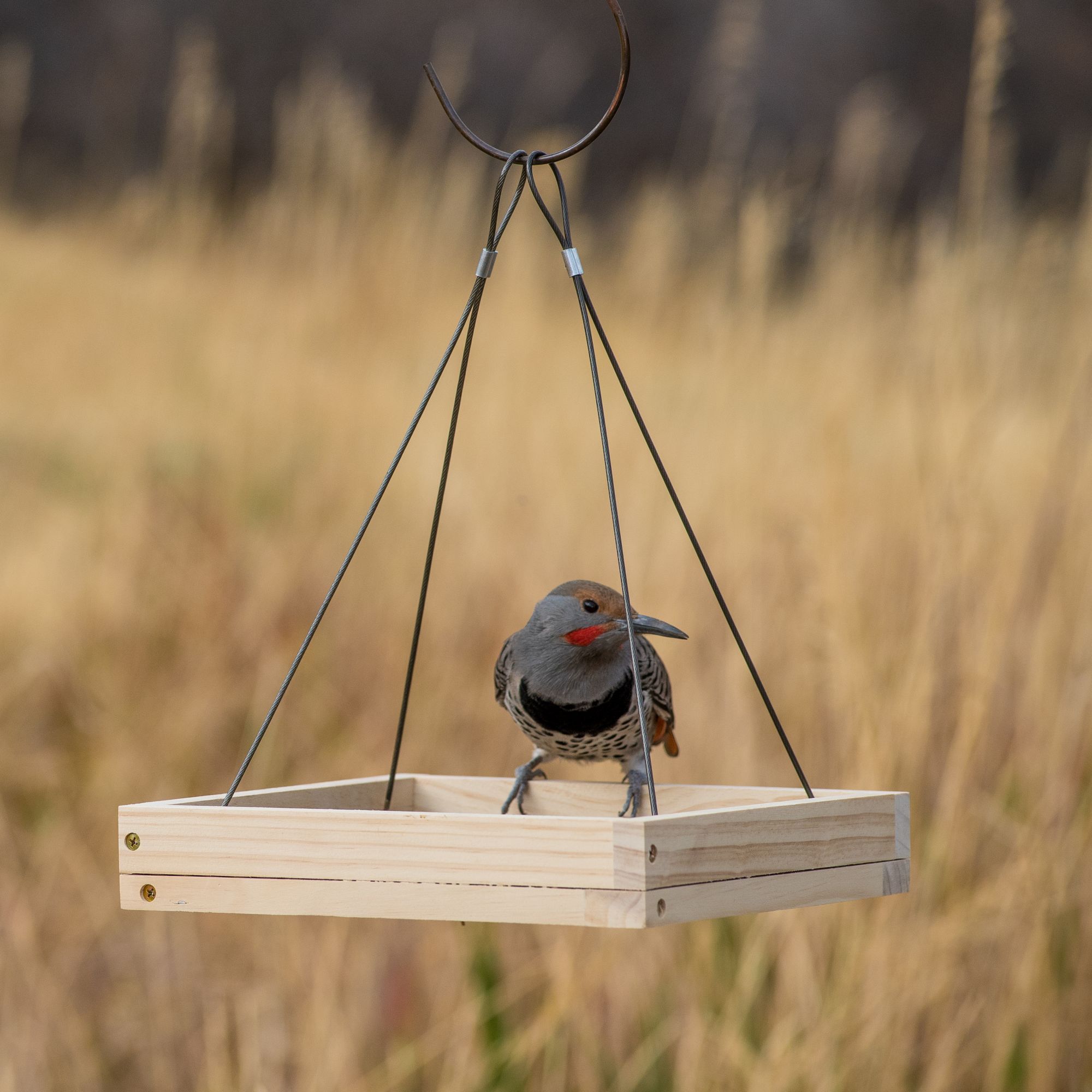 Perky Pet Hanging Tray Bird Feeder