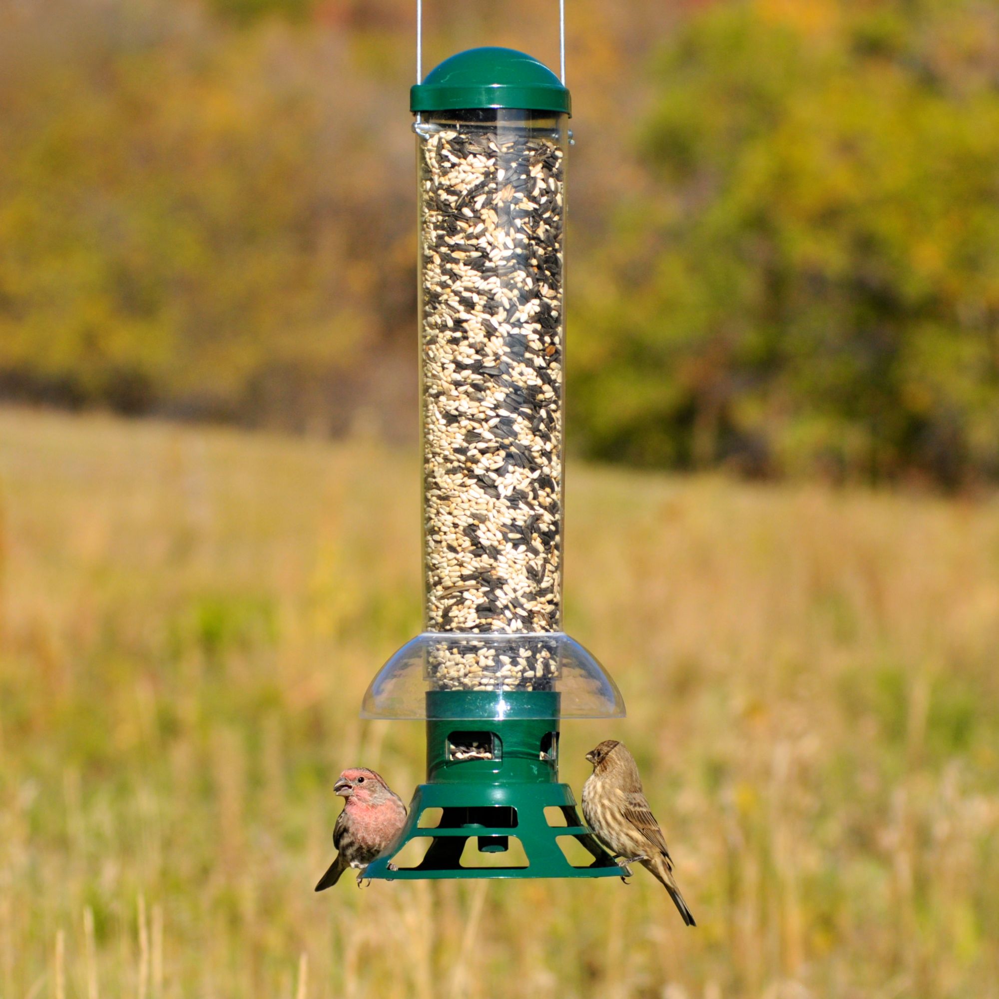 Perky Pet Squirrel Slammer Wild Bird Feeder