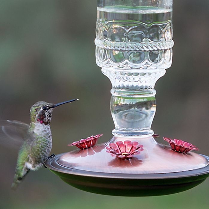 Perky Pet Clear Antique Bottle Hummingbird Feeder
