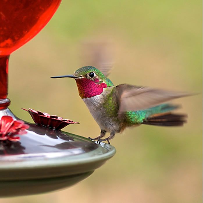 Perky Pet Antique Bottle Glass Hummingbird Feeder Model 8109 2