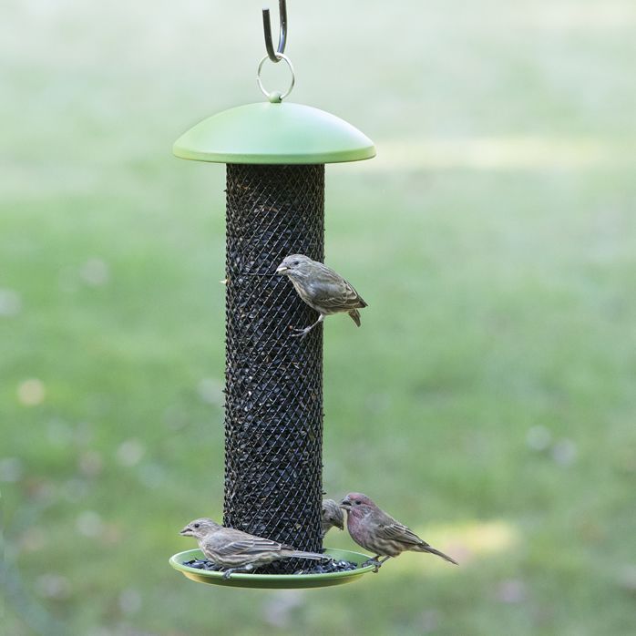 Perky Pet Straight Sided Sunflower Tube Wild Bird Feeder Model