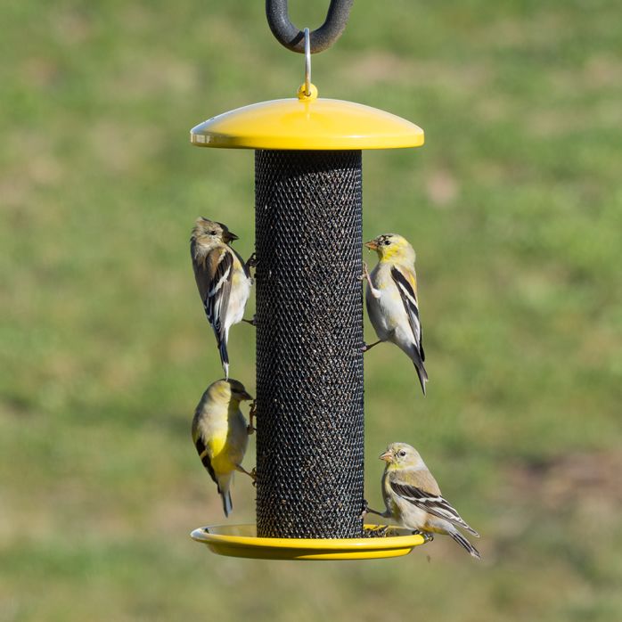 Perky Pet Shorty Finch Feeder Yssf00347 Woodstreambrands Ca
