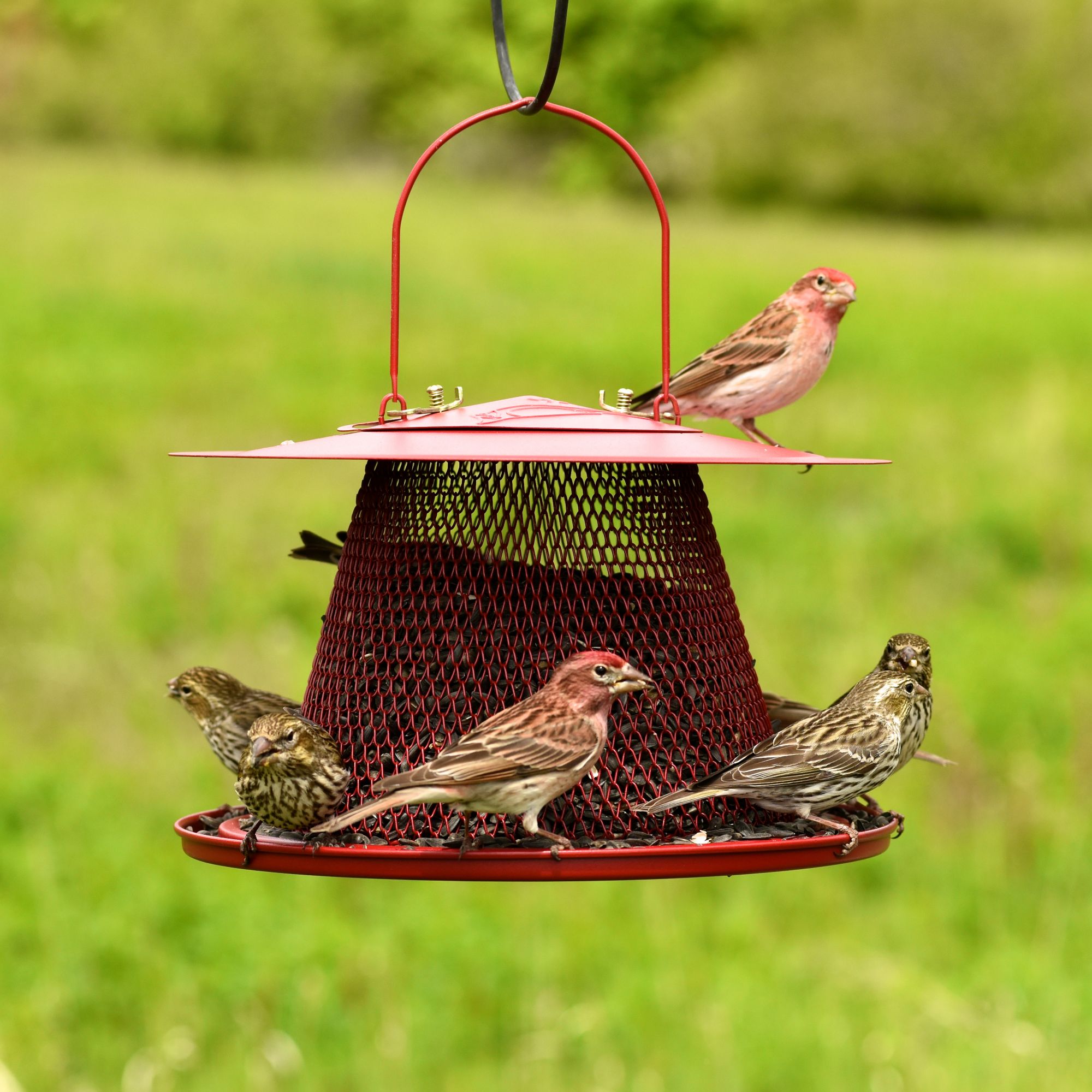 Perky Pet Red Cardinal Wild Bird Feeder Model C00322 Perkypet Com