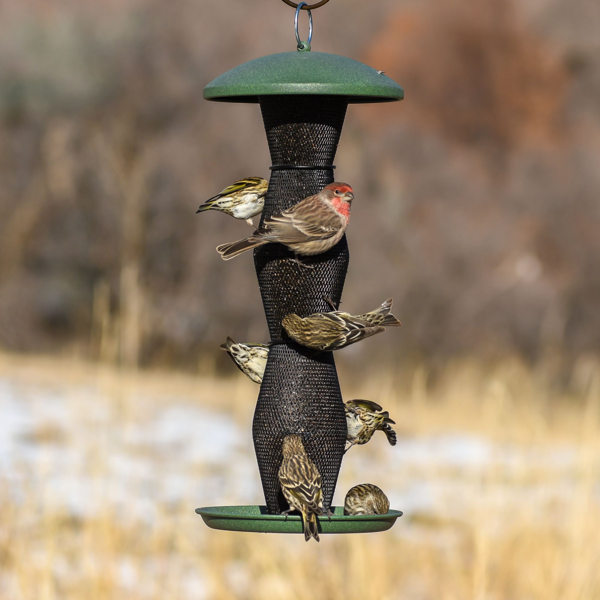 Perky Pet Green Black Finch Tube Wild Bird Feeder Model