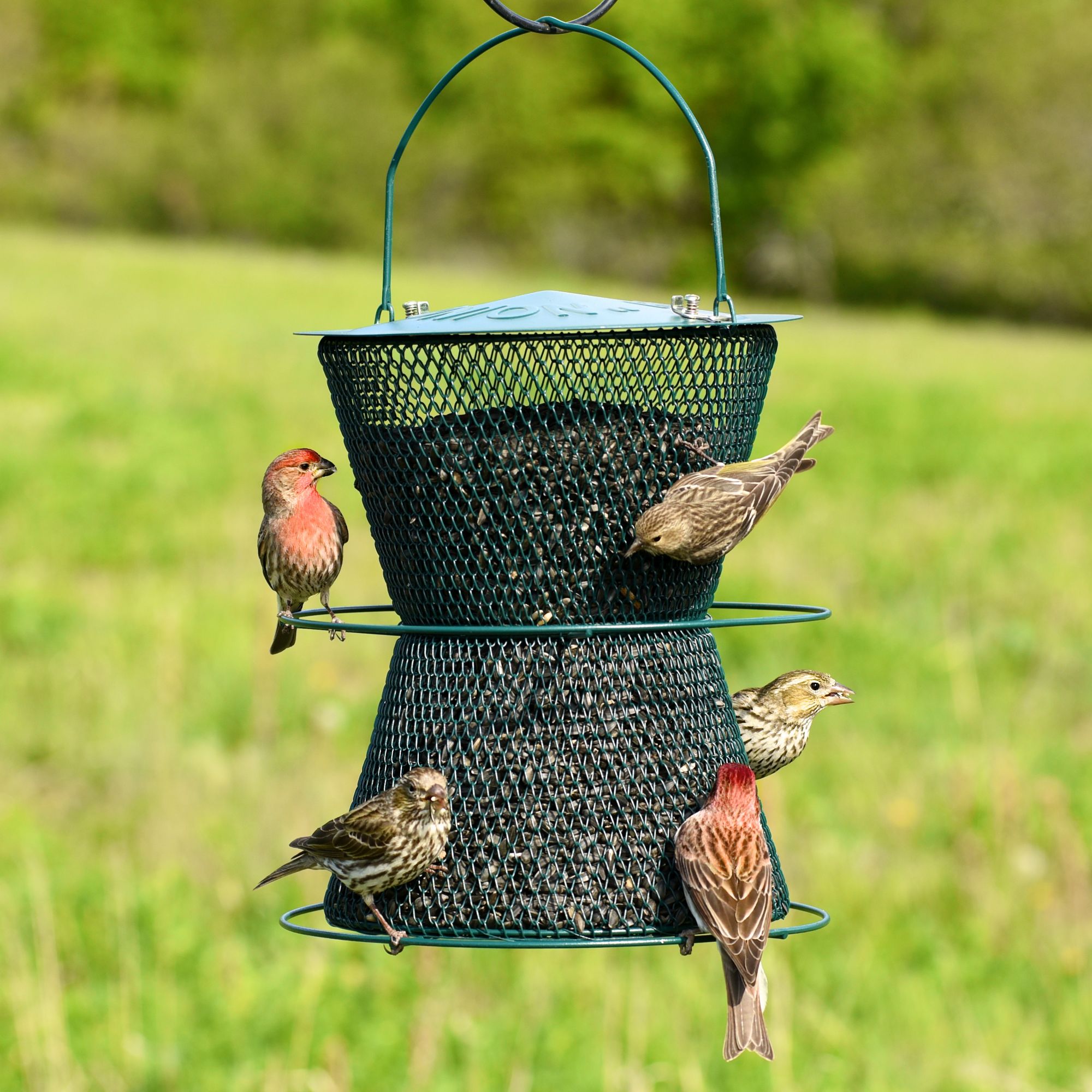 Perky Pet Hourglass Forest Green Wild Bird Feeder