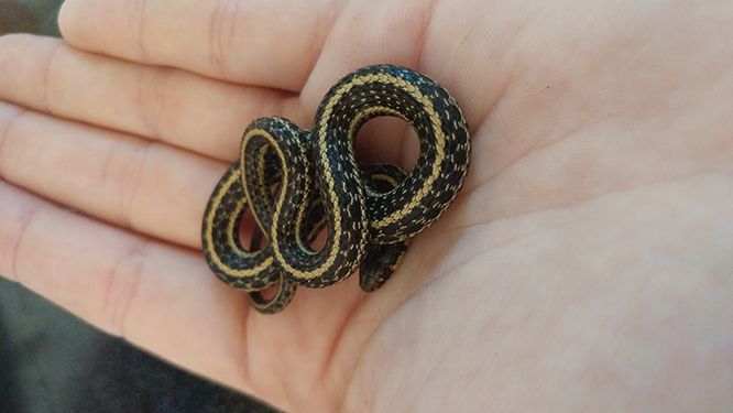 garter snake in hand