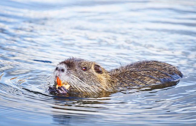 Havahart Nutria Coypu River rat