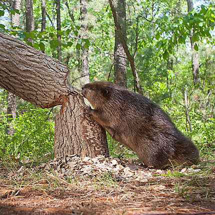 Beavers Diet