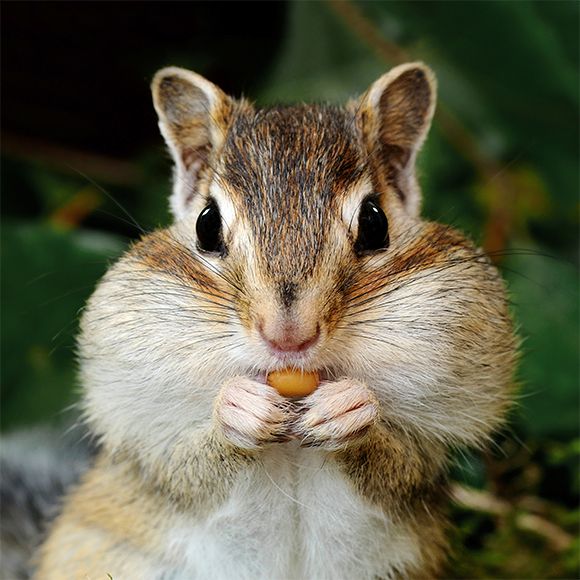 hh-animals-chipmunk-3