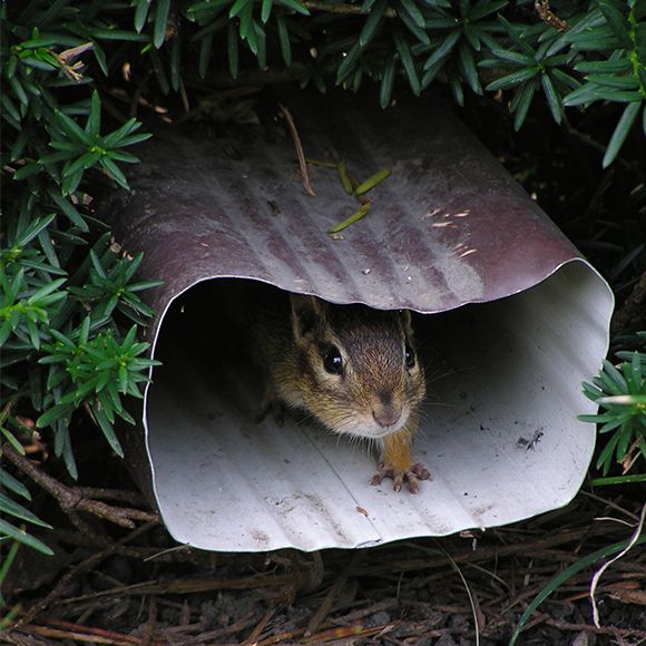 Chipmunks Can Be Destructive Inside And Out Entertainment Life Waynesboro Record Herald Waynesboro Pa Waynesboro Pa