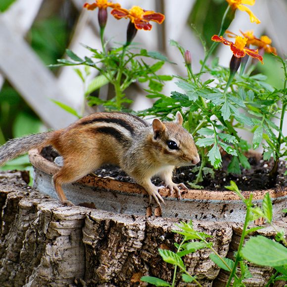 How To Repel Chipmunks Chipmunk Repellents Havahart