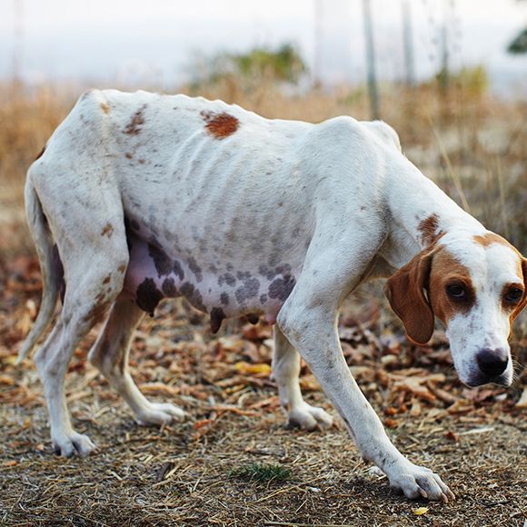 stray dog repellent