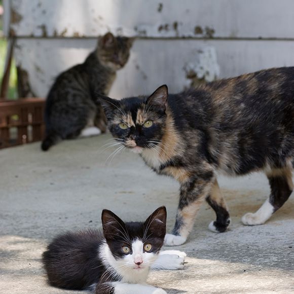 deterring stray cats