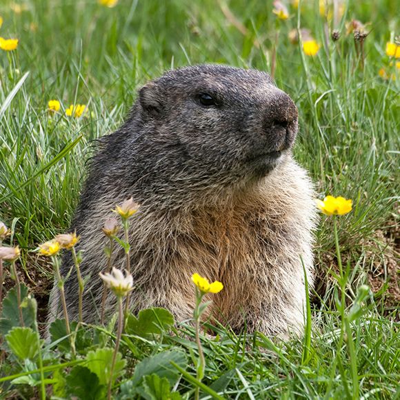 Newborn Groundhog Baby Mole