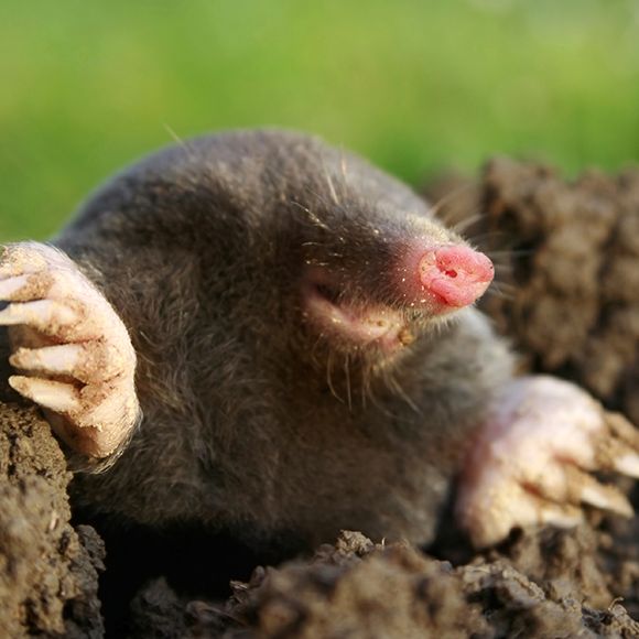 Facts About Moles Mole Facts Havahart Us