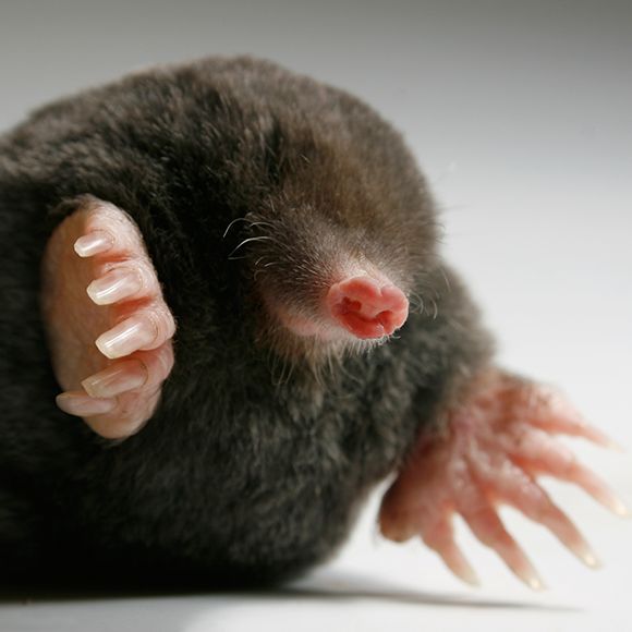 pet mole