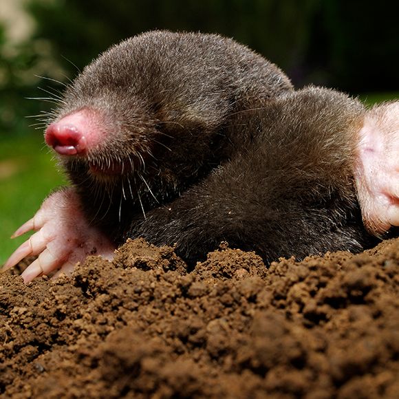 Facts About Moles Mole Facts Havahart Us