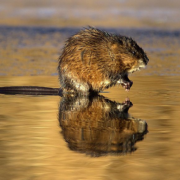 Diet Of Muskrat