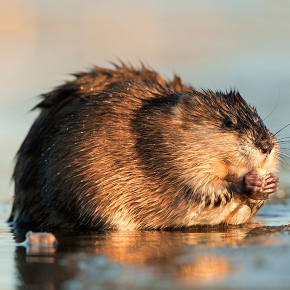 Facts About Muskrats