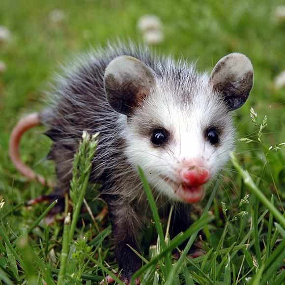 GÉRMENES ORIGINALES de la gran Naturaleza Hh-animals-opossum-3?$ProductPgLarge2$
