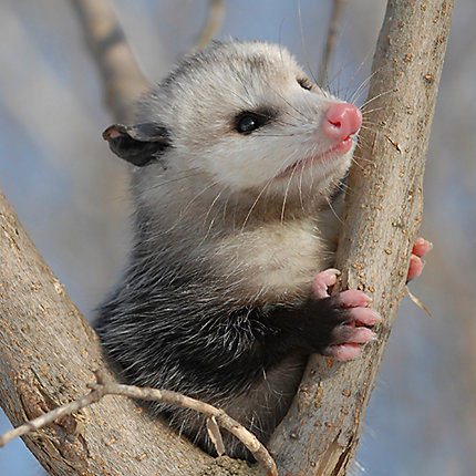 Facts About Opossums Opossum Facts Havahart,Picture Of A Rattlesnake
