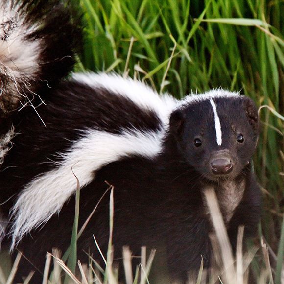 Spotted Or Striped Skunk Diet
