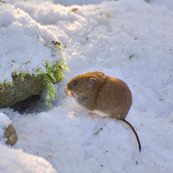 Facts About Voles Vole Facts Havahart