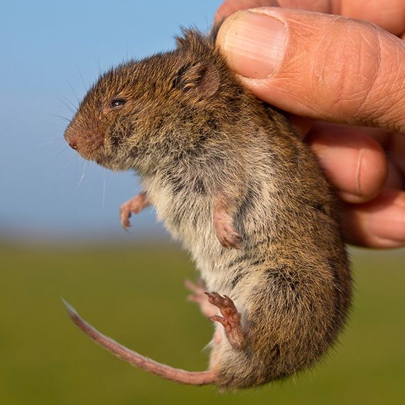 Facts About Voles Vole Facts Havahart