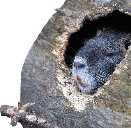 muskrats rid muskrat damage identify areas