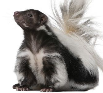 skunk removal - wildlife control connecticut - skunk