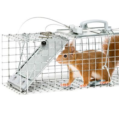 squirrel trap