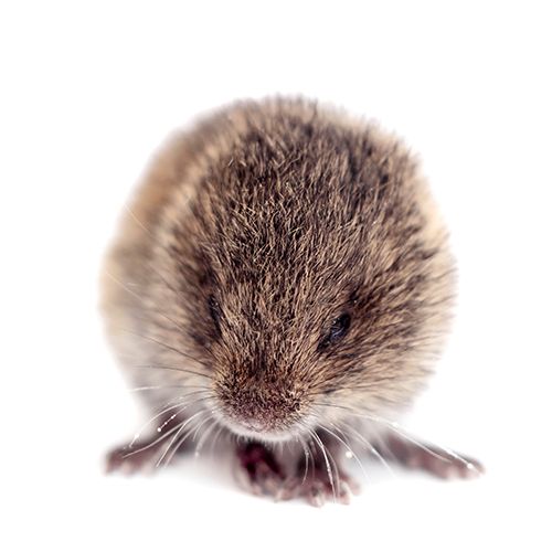 Facts About Voles Vole Facts Havahart