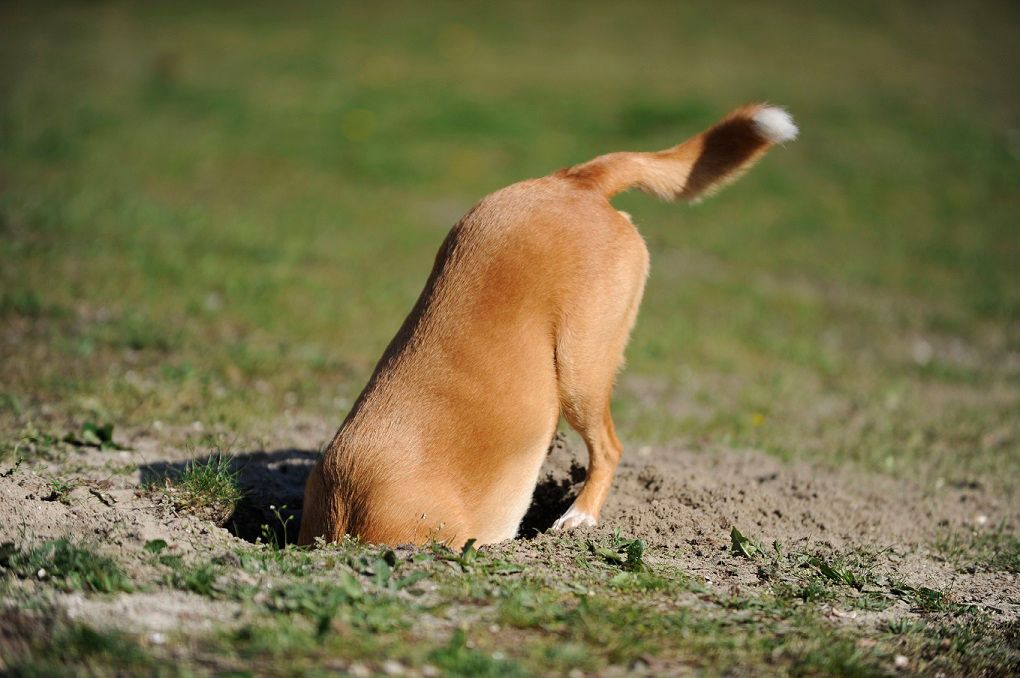 dog spray to keep dogs away