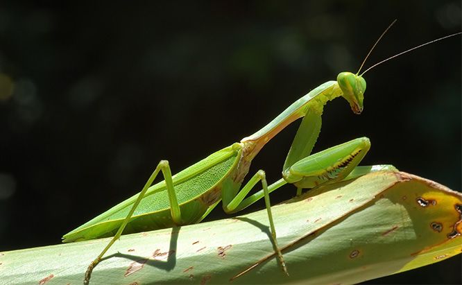 Beneficial Garden Insects