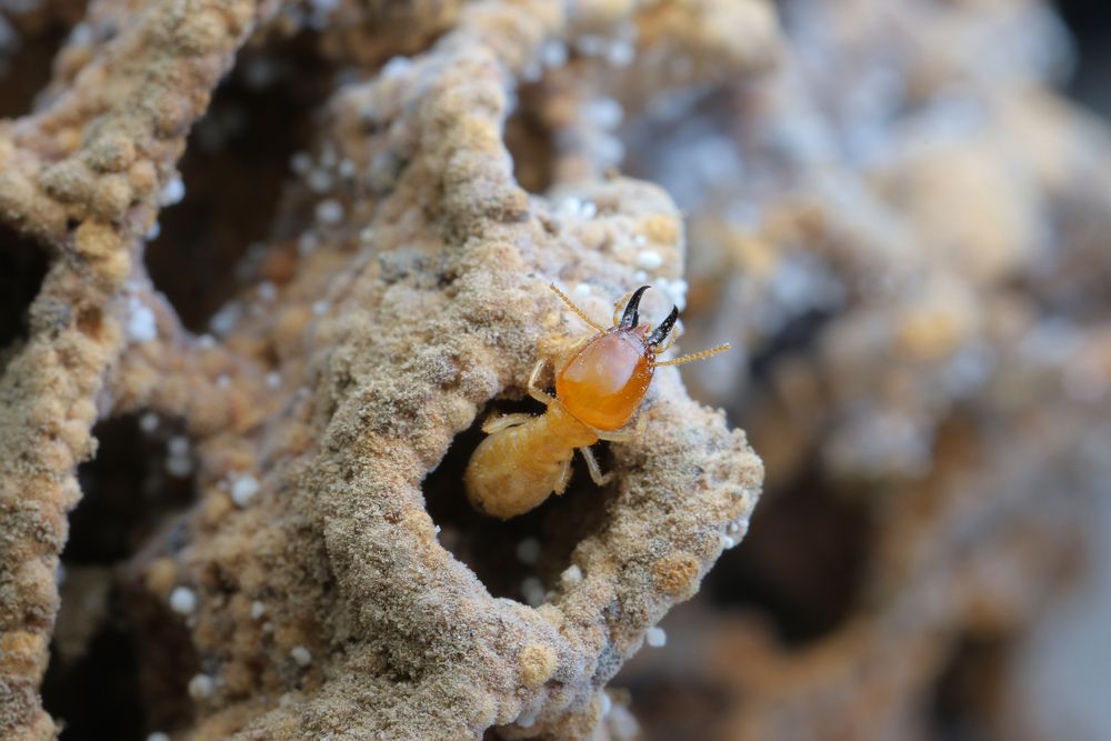 termite mound