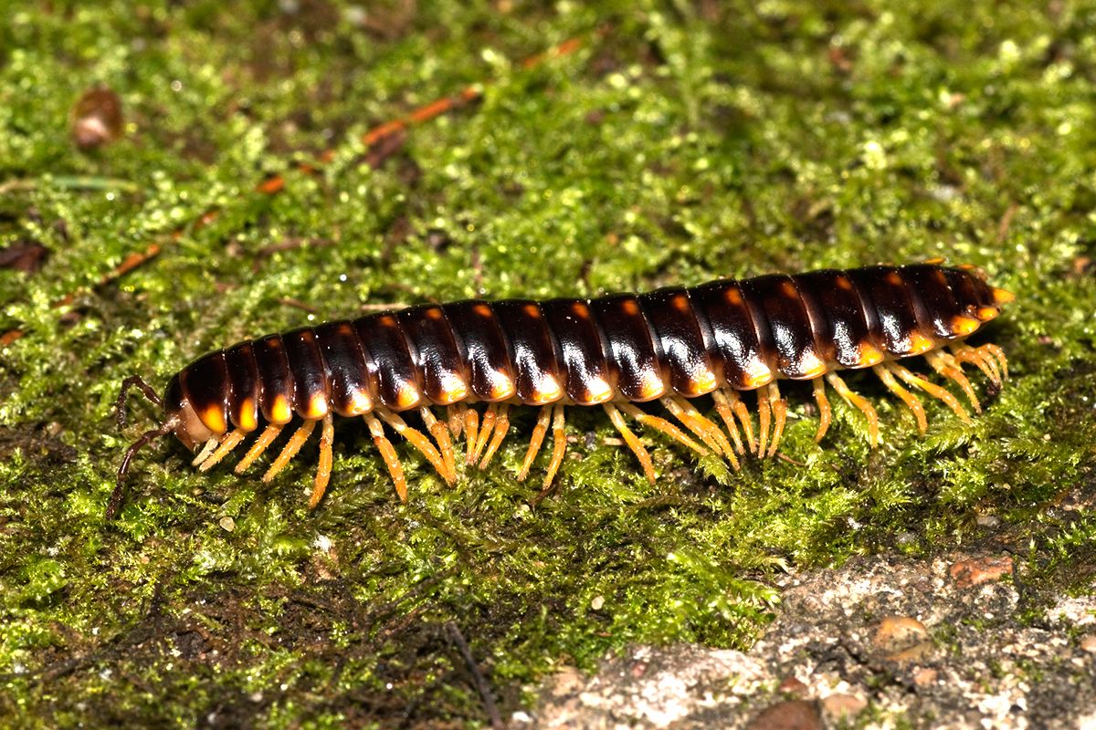 What do millipedes look like