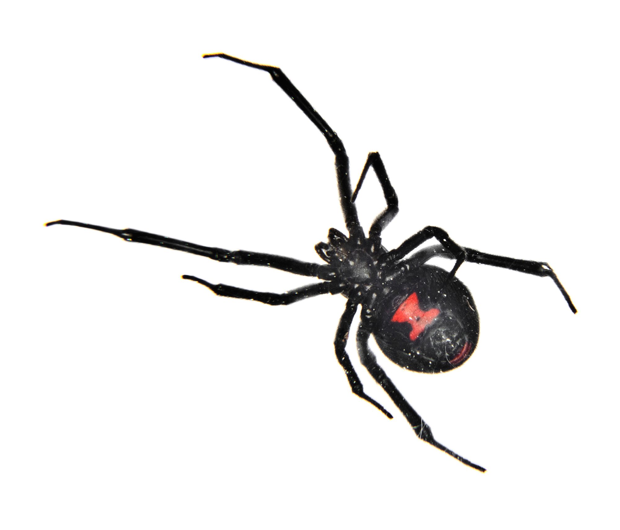 Black Widow Spider Facts | Black Widow Spider Control | TERRO®