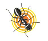 Ant Control
