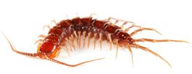 Are Centipedes Perigosas