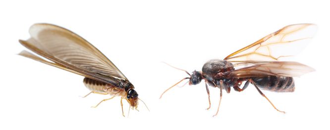 termite left, flying ant right